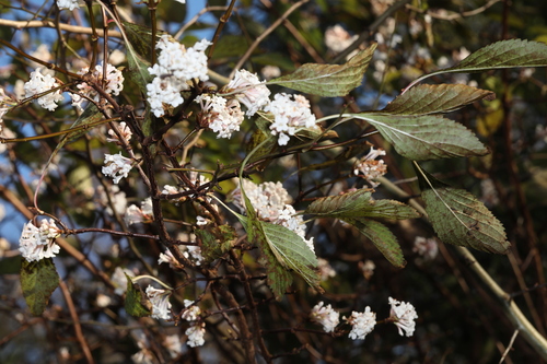 Viburnum farreri