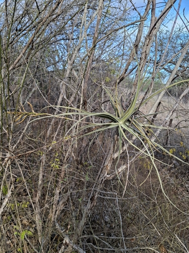 Tillandsia streptocarpa, photograph 2