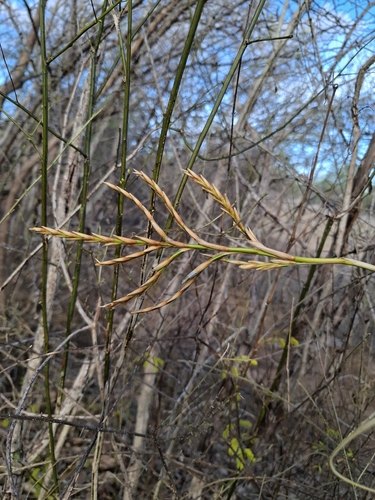 Tillandsia streptocarpa, photograph 3