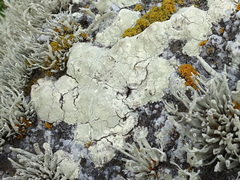 Protoparmeliopsis pinguis