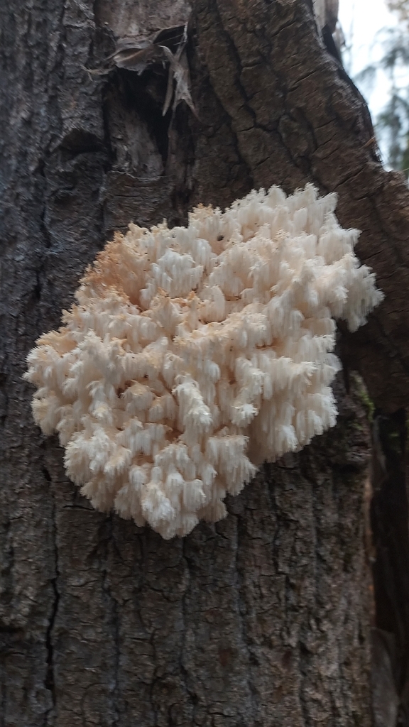 Hericium abietis · November 2025 · photo: © michaelsmith5 (iNaturalist, cc0)