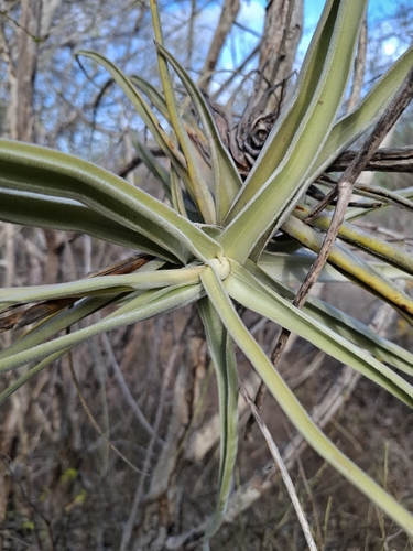 Tillandsia streptocarpa, photograph 4