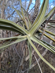Tillandsia streptocarpa, photograph Fabricio Carvalho da Silva, CC BY, iNaturalist via GBIF