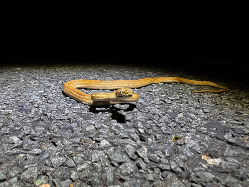 Coastal Carpet Python sighting
