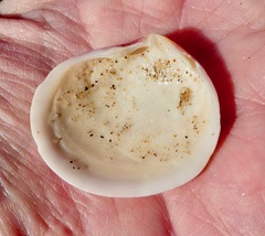 Semele rubropicta