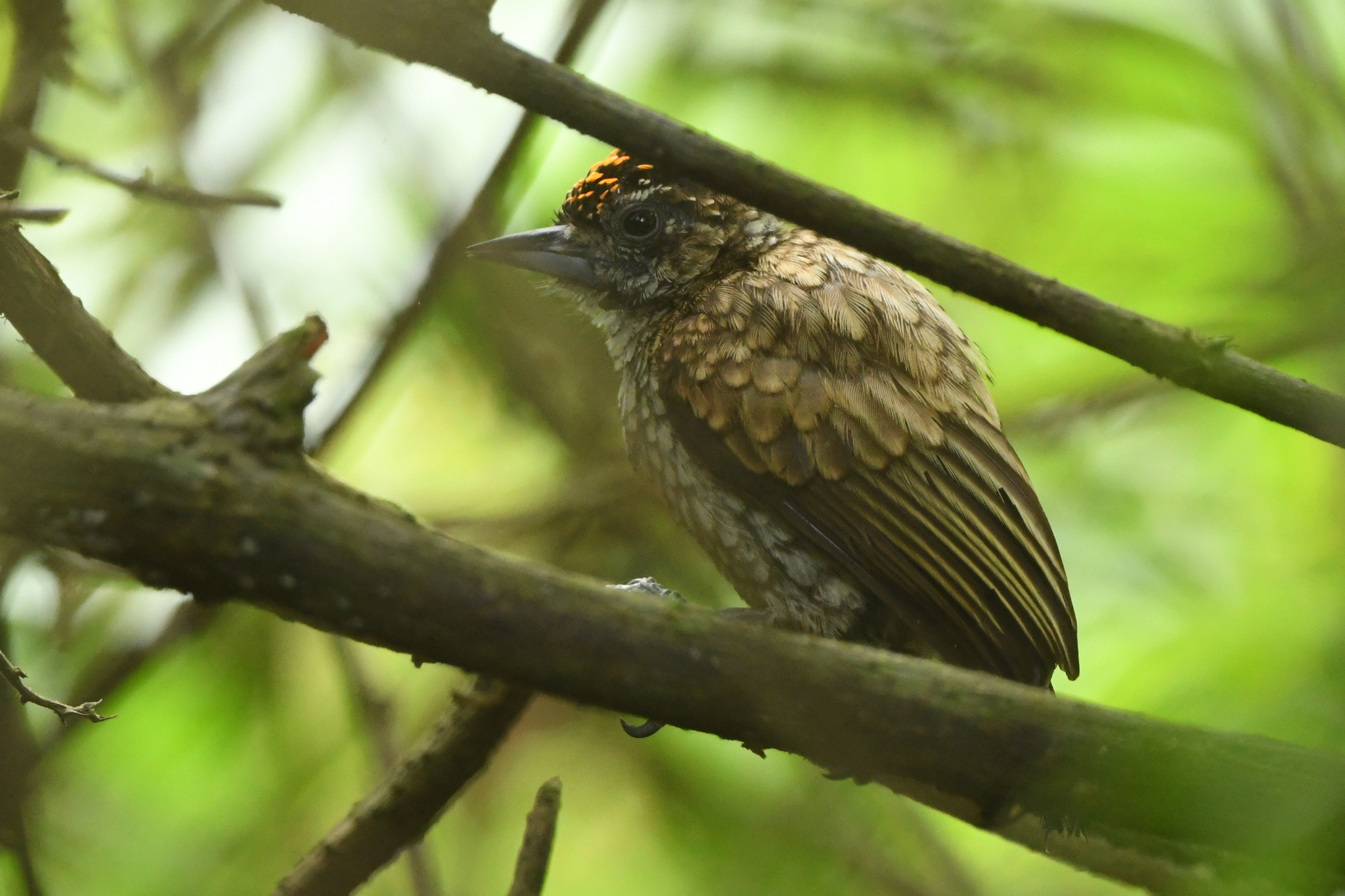 Scaled Piculet (Picumnus squamulatus), photo 4
