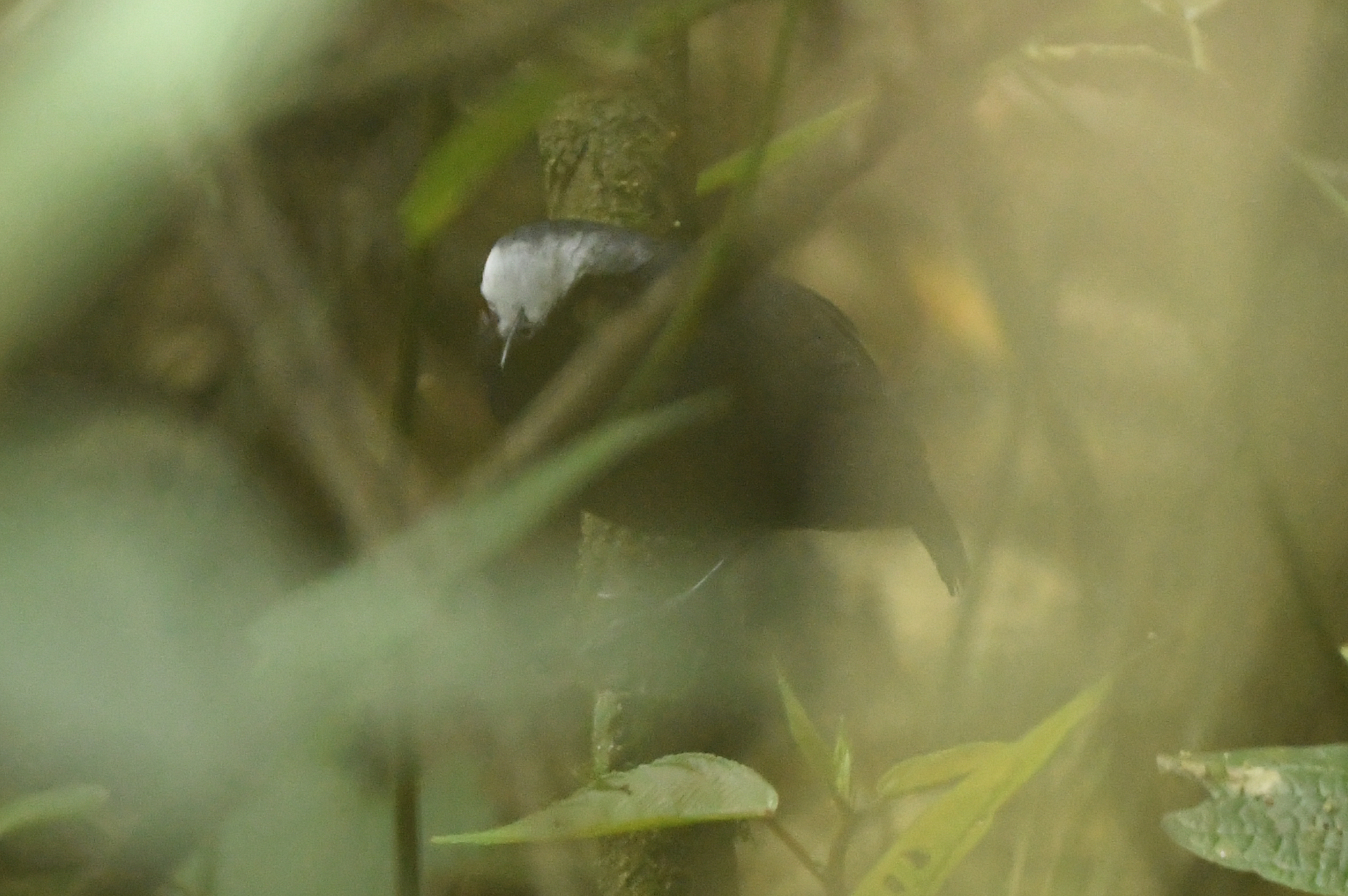 White-browed Antbird (Myrmoborus leucophrys), photo 5