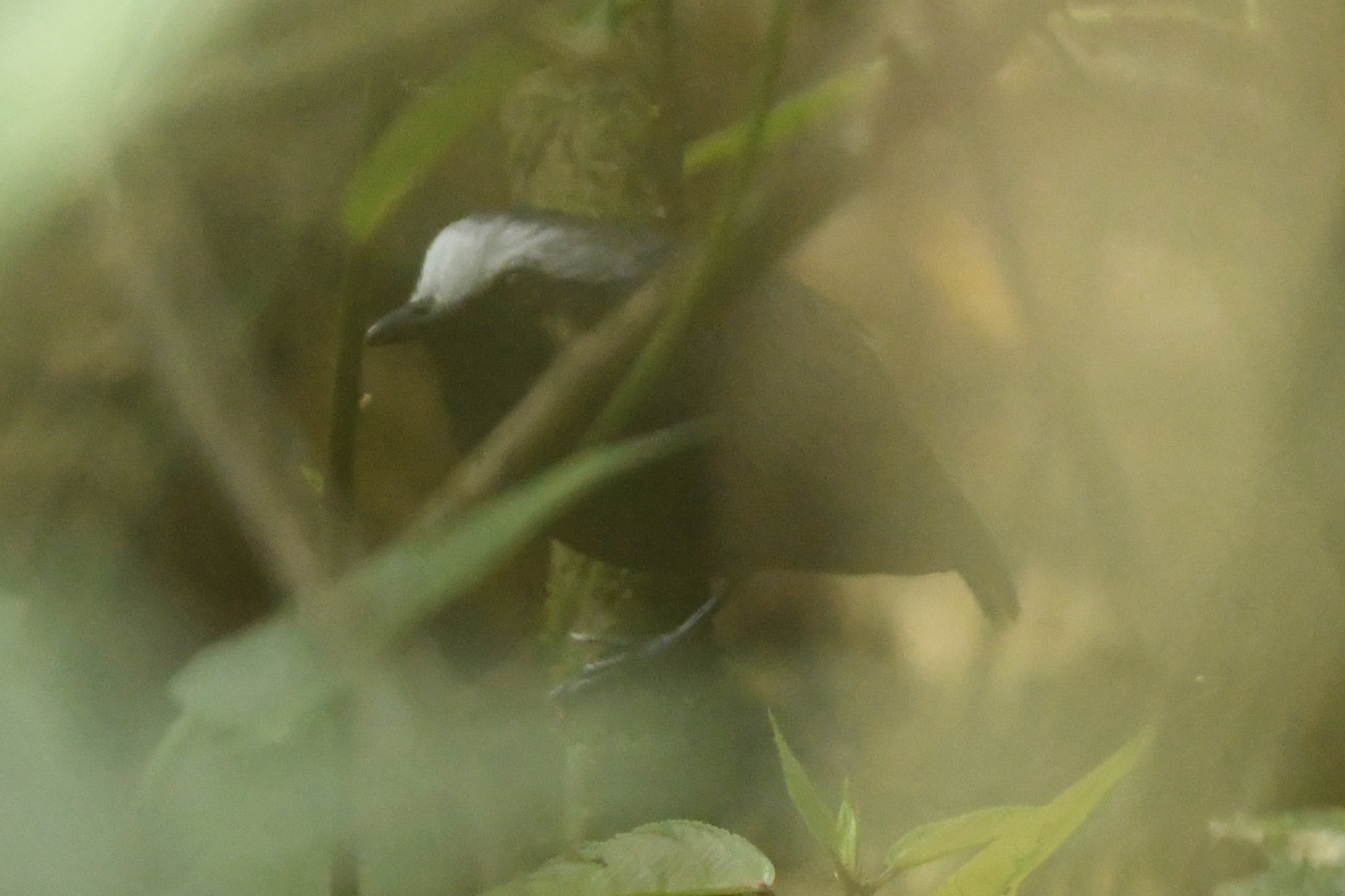 White-browed Antbird (Myrmoborus leucophrys), photo 4
