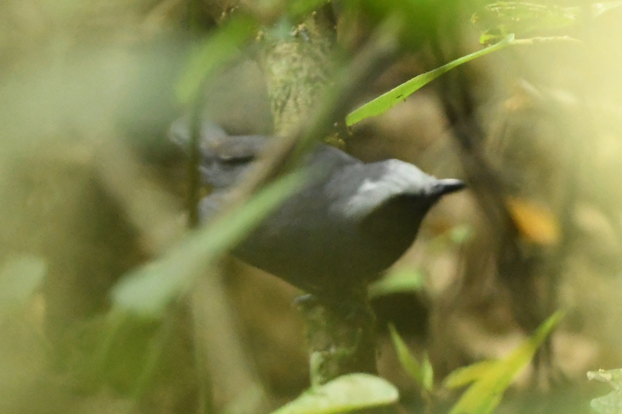 White-browed Antbird (Myrmoborus leucophrys), photo 2
