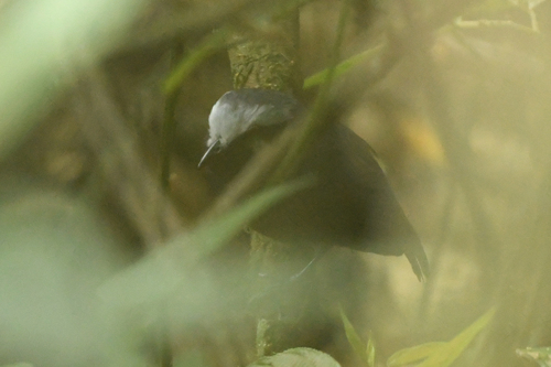 White-browed Antbird (Myrmoborus leucophrys), photo 3