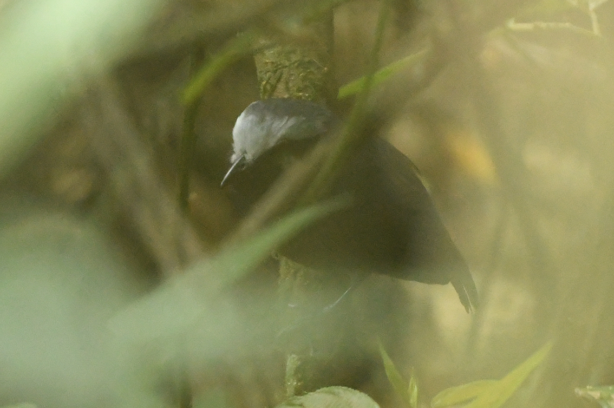 White-browed Antbird (Myrmoborus leucophrys), photo 3