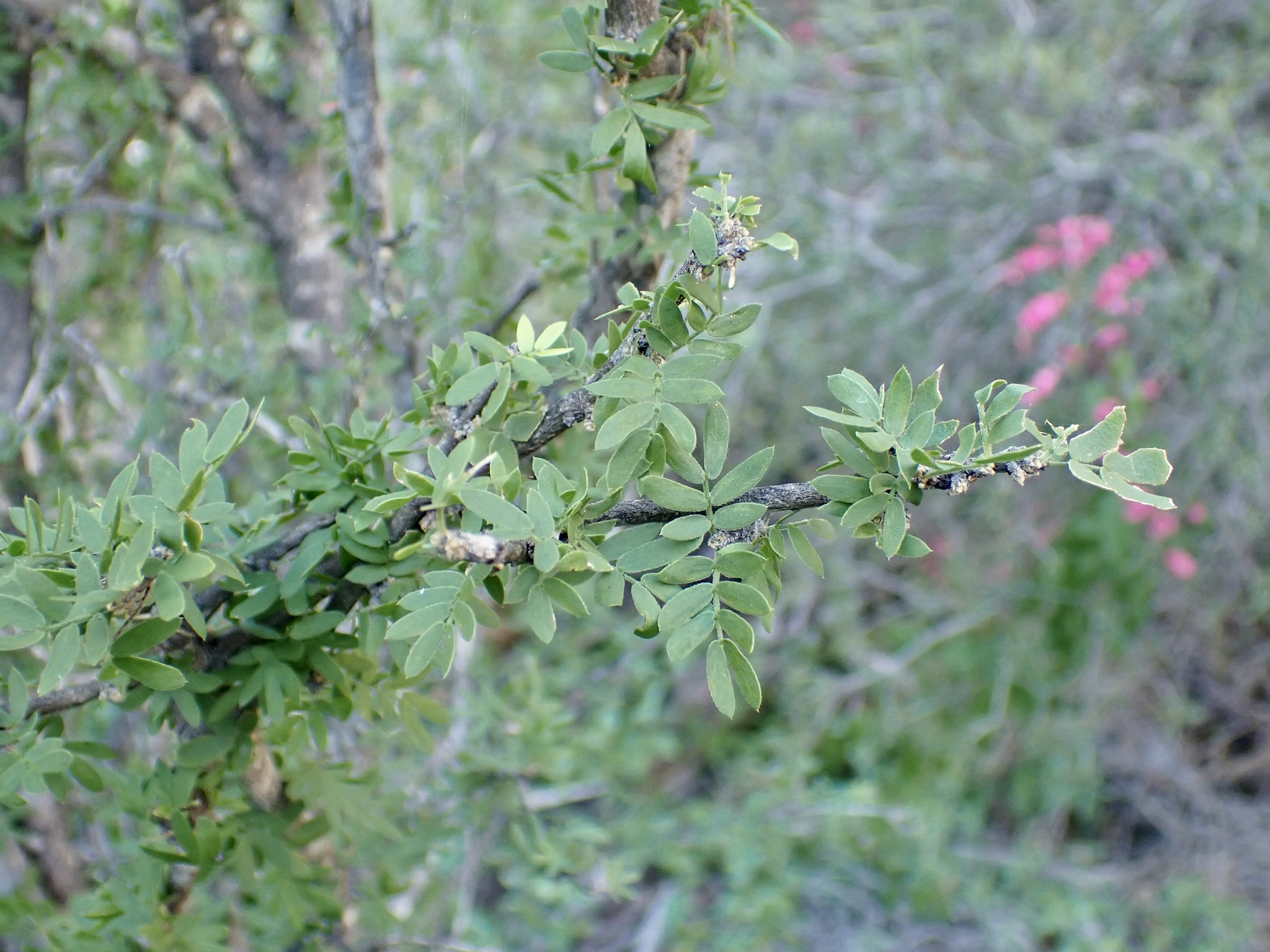 Guayacan (Guaiacum coulteri)