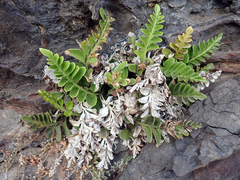 Asplenium decurrens
