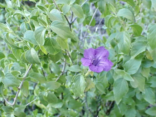 Ruellia californica