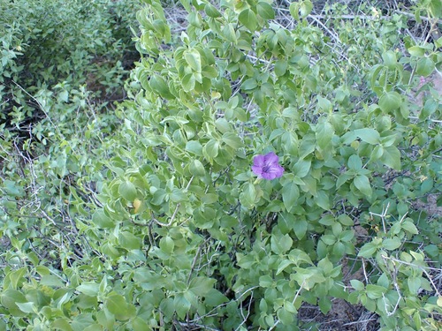 Ruellia californica