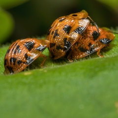Laccoptera impressa