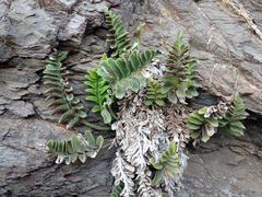Asplenium decurrens