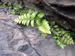 Asplenium decurrens