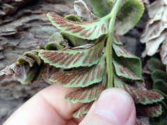 Asplenium decurrens
