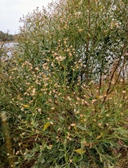 Baccharis halimifolia image