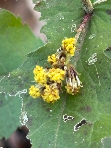 eared goldenrod (Solidago auriculata)
