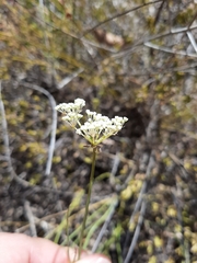 Platysace juncea