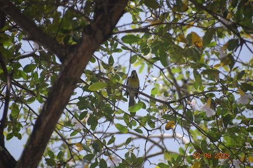 Puerto Rican Spindalis (Spindalis portoricensis), photo 9