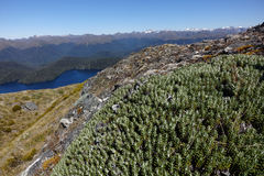 Celmisia ramulosa ramulosa