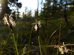 Carex concinnoides