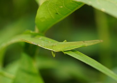 Atractomorpha australis