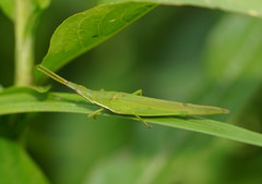Atractomorpha australis