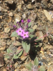Collomia diversifolia