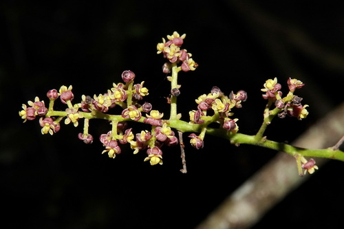 Hypserpa neocaledonica observed 2025-11-15