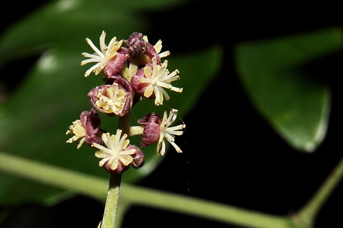 Hypserpa neocaledonica observed 2025-11-15