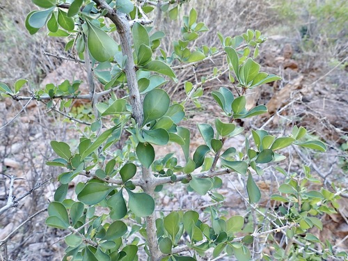 Randia thurberi, photograph 2