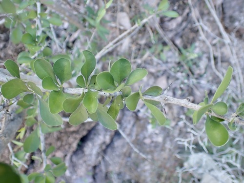 Randia thurberi, photograph 3