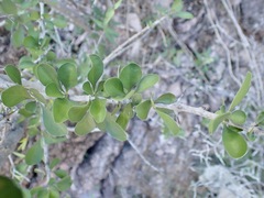 Randia thurberi, photograph (c) Sue Carnahan, some rights reserved (CC BY)