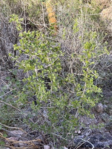 Randia thurberi, photograph 4