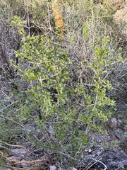Randia thurberi, photograph (c) Sue Carnahan, some rights reserved (CC BY)