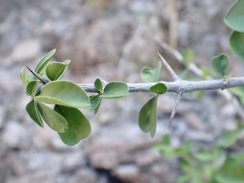 Randia thurberi, photograph 5