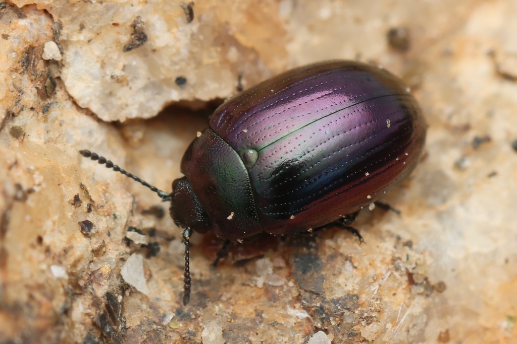 Purple Phaedon