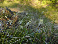 Carex concinnoides