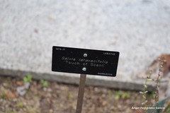 Salvia taraxacifolia