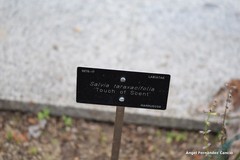 Salvia taraxacifolia