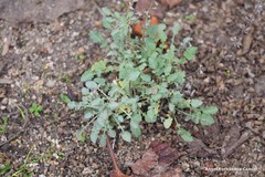 Salvia taraxacifolia