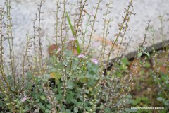 Salvia taraxacifolia