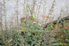 Salvia taraxacifolia
