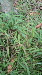 Ottochloa gracillima