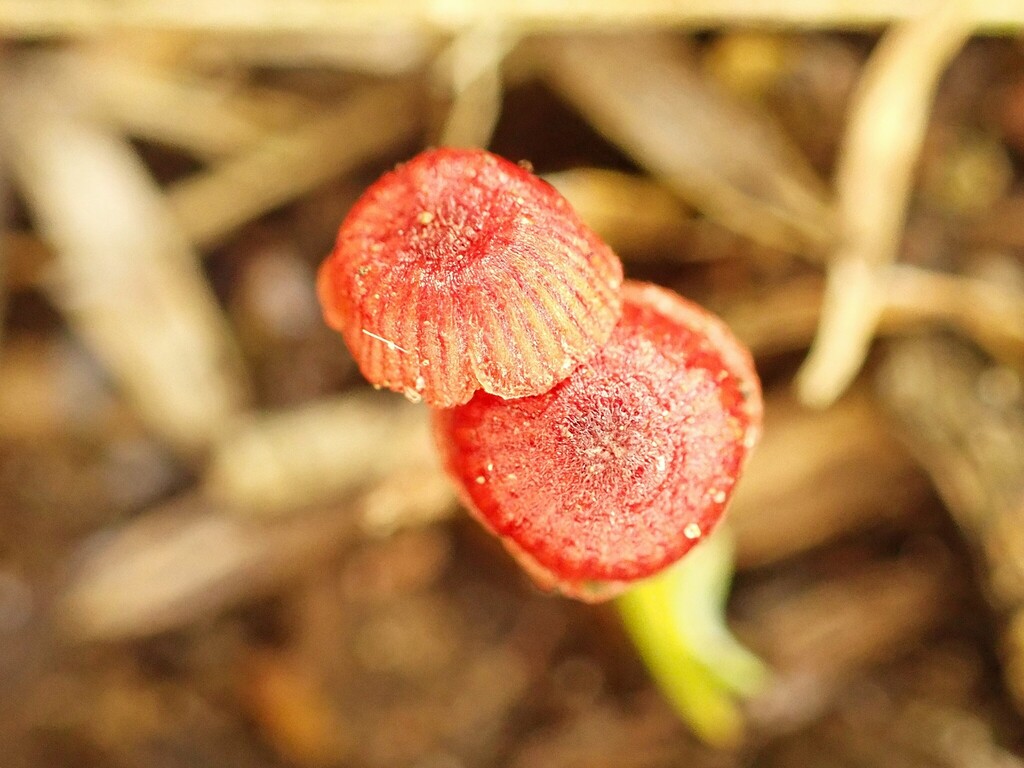 Cruentomycena viscidocruenta · November 2025 · photo: © ecoman (iNaturalist, cc-by)