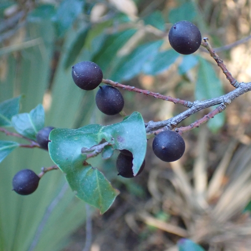 Prunus caroliniana